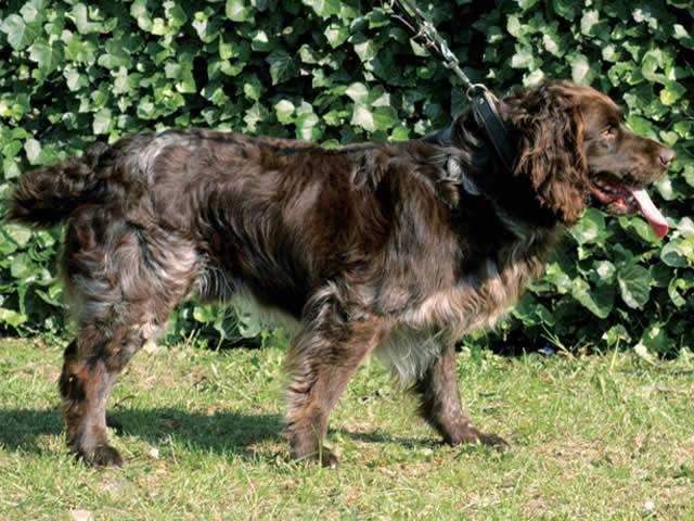 �����Ƒ��Ɍ}����O��